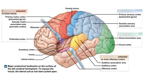 Image result for Brain Exploding Vector