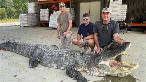 US: Record-breaking 14-foot-long alligator captured in Mississippi ...