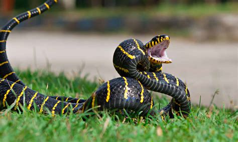 Image result for Alien Secuential Order