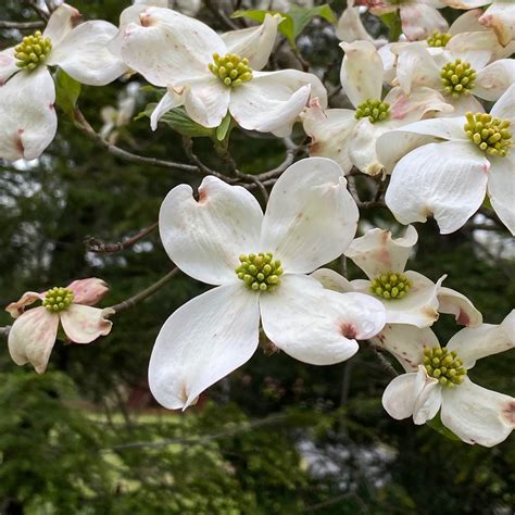 Flowering Dogwood - Cornus florida L. - Vic's Tree Service