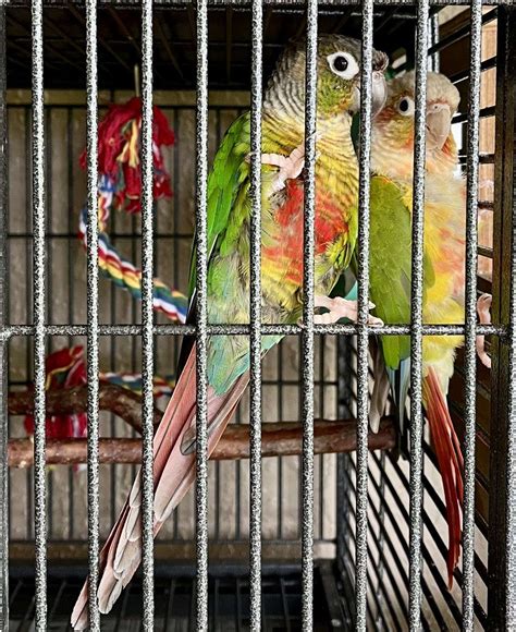 Proven Breeding Pair of Green Cheek Conures