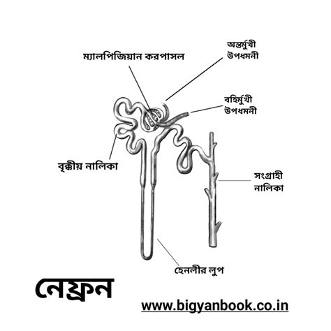 ম্যালপিজিয়ান নালিকা এবং ম্যালপিজিয়ান করপাসল এর পার্থক্য | Difference ...