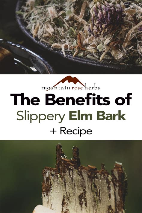Benefits and History of Slippery Elm Bark + Tea Recipe