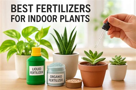 9 Best Fertilizers for Indoor Plants