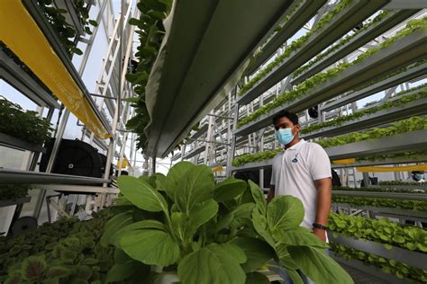 Local Farms 的图像结果