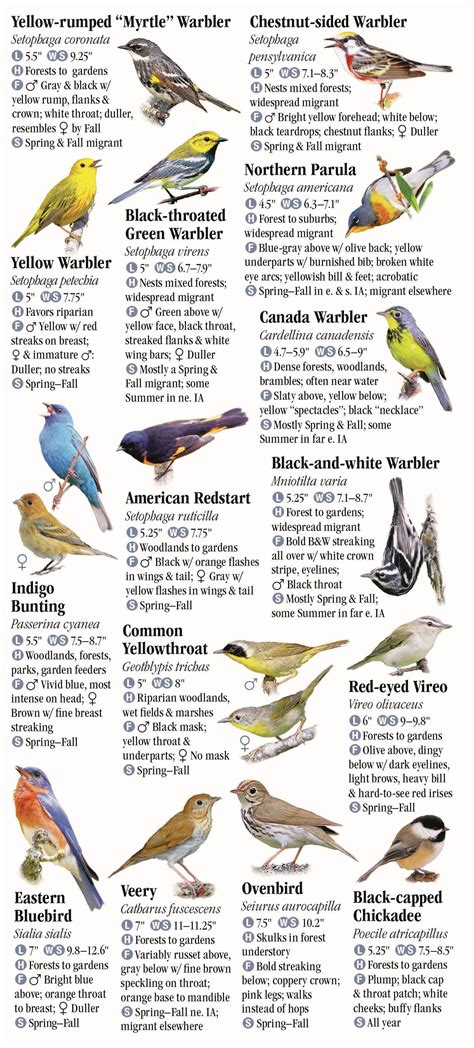 Iowa Bird Sounds Identification 的图像结果