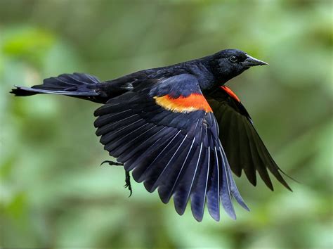 Image result for Order Status