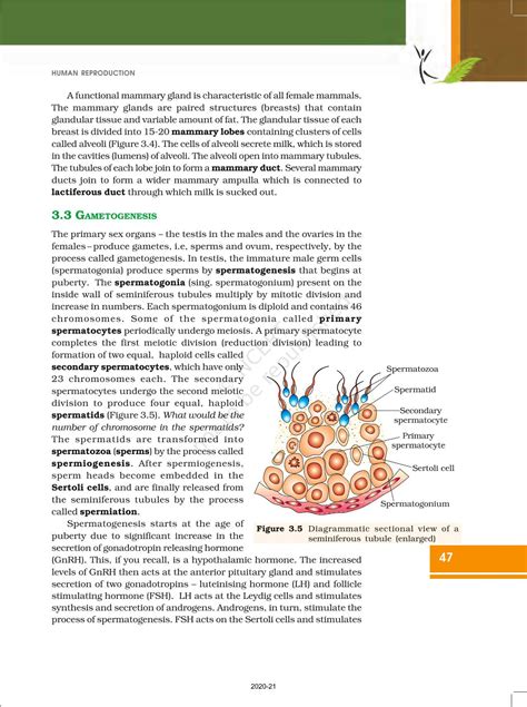 Image result for Class 12 Bio Human Reproduction