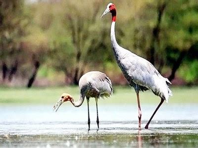 Saman Bird Sanctuary | UPSC Current Affairs | IAS GYAN