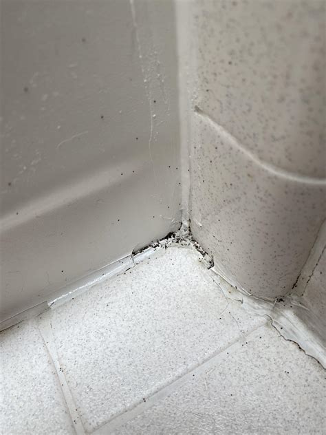 Tiny Insects In Bathroom What Are These Tiny Jumping Insects In Plant