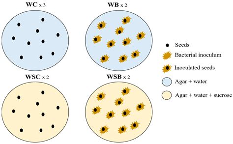 Characterization of the Cultivable Endophytic Bacterial Community of ...