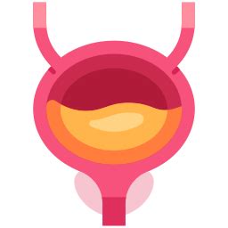 Bladder - Free healthcare and medical icons
