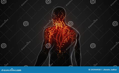 Image result for Animation On Lymphatic System