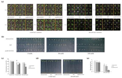 Genome-Wide Identification and Functional Characterization of the ...