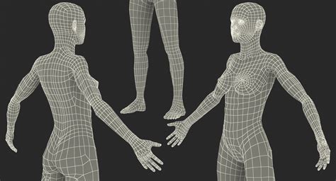 3D model Female Muscular System Anatomy | 3D Molier International