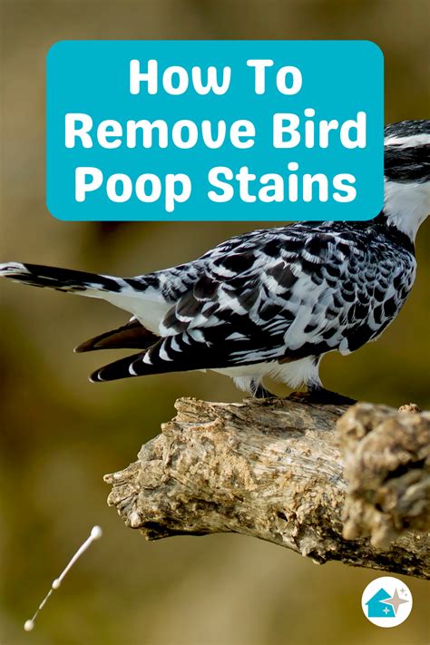 Image result for How to Remove Bird Poop