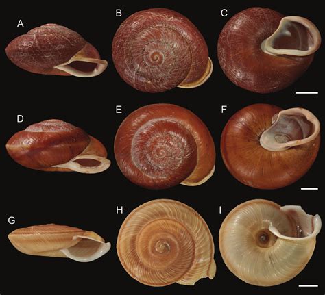 Image result for SC Shells