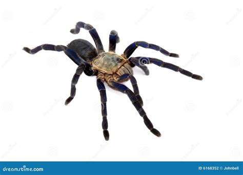Cobalt Blue Tarantula. stock photo. Image of eight, tarantula - 6168352