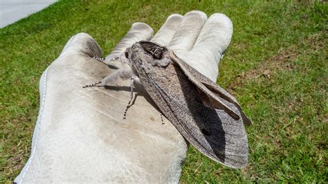 Image result for Large Moth