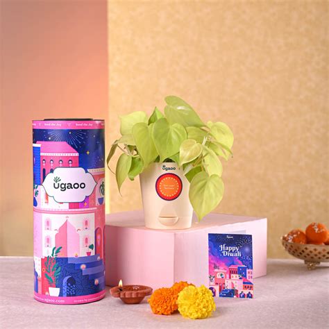 Philodendron Oxycardium Golden Plant Diwali Gift – Ugaoo