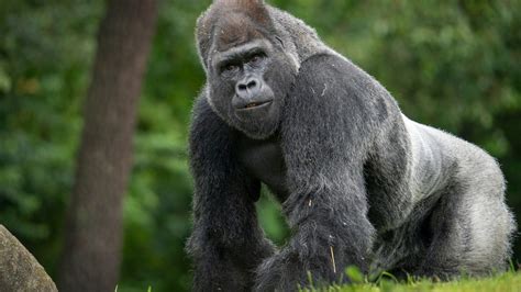 Fort Worth, Texas zookeepers narrowly escape silverback gorilla