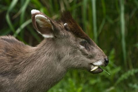 Vampire Deer Exist: These Musk Deer With Fangs Are Terrifyingly Cute ...
