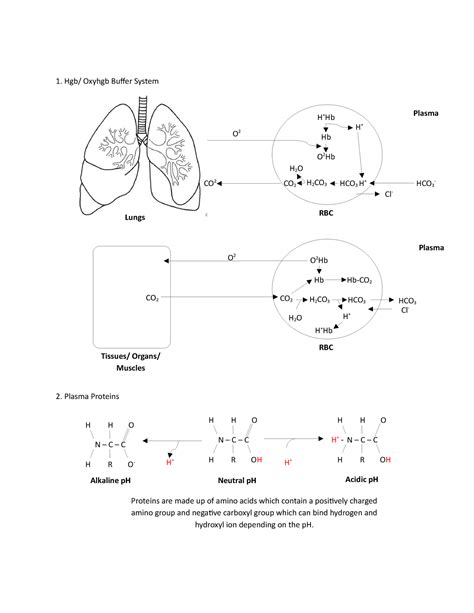 Image result for Protein Buffer System