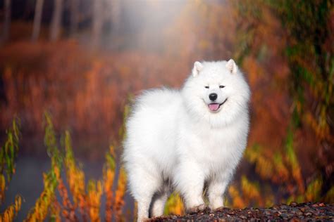 Samoyed Cost: A Guide To Buying And Caring For Samoyed Dogs