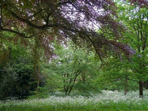 Image result for Pro-Humane Tree-Planting Project