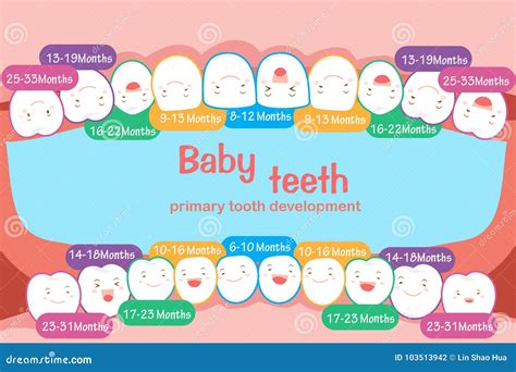 Baby tooth chart stock illustration. Illustration of graphic - 103513942