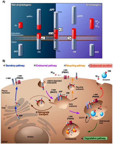 Transmissible Endosomal Intoxication: A Balance between Exosomes and ...