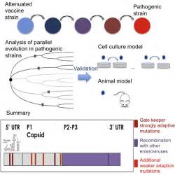 Image result for RNA Virus Classification