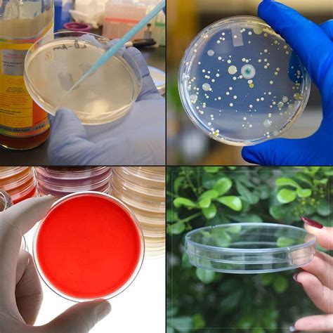 Buy 50 Pack Plastic Petri Dishes with Lid, 90mm Dia x 15mm Deep Sterile ...