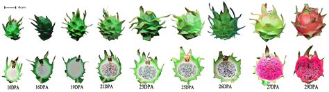 Metabolic Profiling of Pitaya (Hylocereus polyrhizus) during Fruit ...