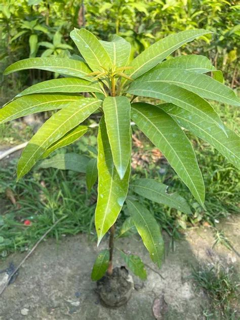 NEELAM 1 KG FRESHO MANGO Grafting plants – Haven plant