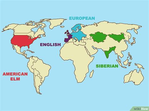Identify Elm Tree 的图像结果