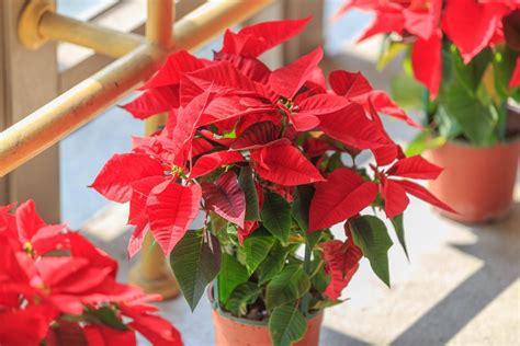 14 Best Christmas Plants and Flowers for the Holiday Season