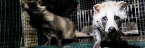European Parliament Has First Hearing on Banning of Fur Farms - FOUR ...