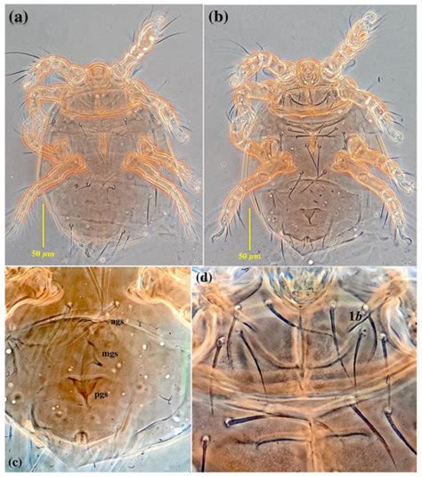 Two New Phoretic Species of Heterostigmatic Mites (Acari: Prostigmata ...