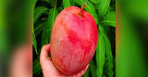 Expensive Mango 的图像结果