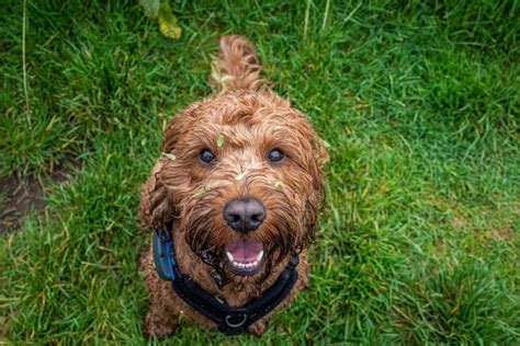 Image result for Cockapoo Dog Names