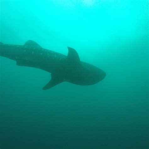 FUN DIVE ASIA (2025) All You Need to Know BEFORE You Go (with Photos ...