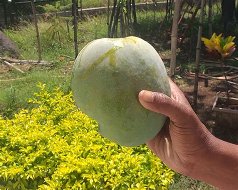 Yoga Trainer At Home Bangalore / Bengaluru | Yoga Classes At ...