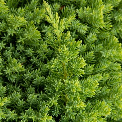 Juniperus Procumbens Nana Dwarf
