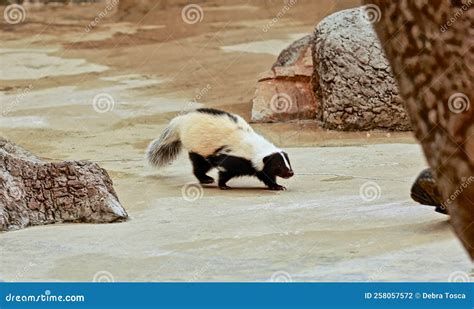 Skunk Black and White Animal Zoo Naples Stock Photo - Image of white ...