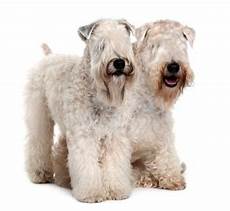 soft coated wheaten terrier haircut dog wheaten how to groom a wheaten terrier lovetoknow soft coated wheaten terrier haircut dog wheaten how to groom a wheaten terrier lovetoknow