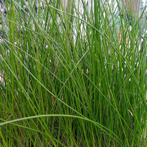 Juncus Grass Juncus Effusus (soft Rush) | Izel Native Plants
