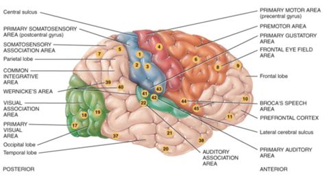 Image result for Brain Exploding Vector