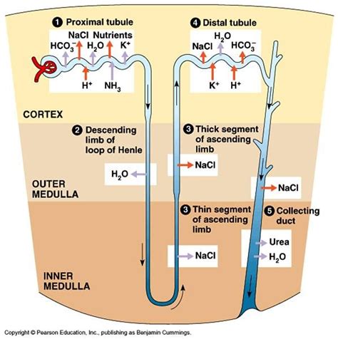 Loop of Henle Function 的图像结果
