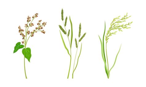 Cereal plants spikelets agricultural organic products vector ...